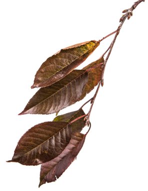 kiraz ağacı bir dalda yaprak karardı. beyaz bir arka plan üzerinde