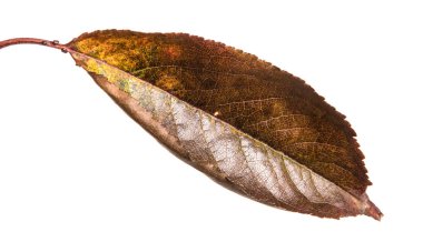 karanlık sonbahar kiraz ağacının yaprakları. beyaz bir arka plan üzerinde