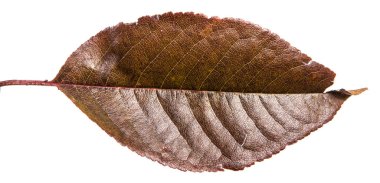 karanlık sonbahar kiraz ağacının yaprakları. beyaz bir arka plan üzerinde