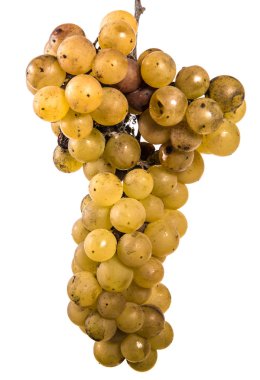 olgun sarı üzüm demet. beyaz bir arka plan üzerinde