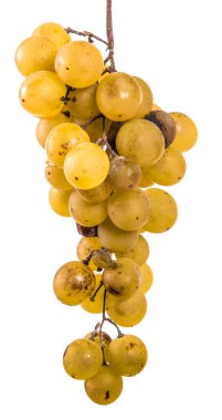 olgun sarı üzüm demet. beyaz bir arka plan üzerinde