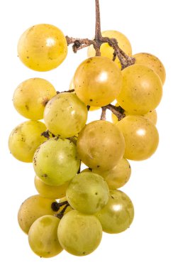 olgun sarı üzüm demet. beyaz bir arka plan üzerinde