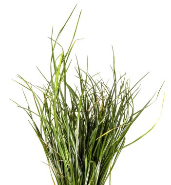 yeşil çim demet. beyaz bir arka plan üzerinde