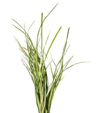 yeşil çim demet. beyaz bir arka plan üzerinde