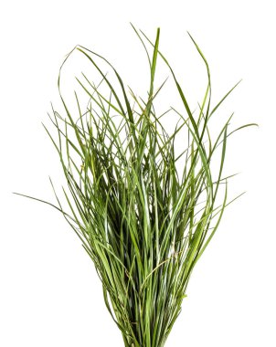 yeşil çim demet. beyaz bir arka plan üzerinde