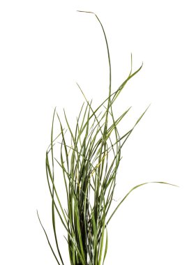 yeşil çim demet. beyaz bir arka plan üzerinde