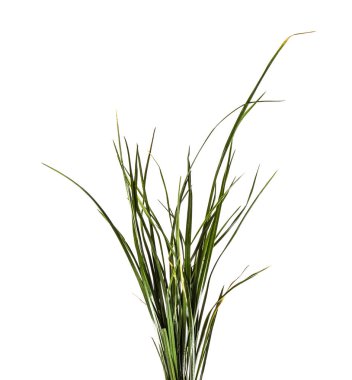 yeşil çim demet. beyaz bir arka plan üzerinde