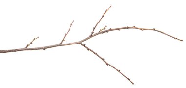 tomurcuklu kuru ağaç dalı. beyaz bir arka plan üzerinde