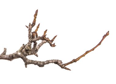 tomurcuklu kuru armut ağacı dalı. beyaz bir arka plan üzerinde