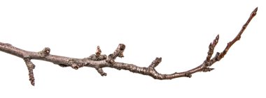 tomurcuklu kuru armut ağacı dalı. beyaz bir arka plan üzerinde