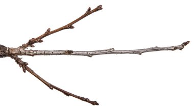 tomurcuklu kuru armut ağacı dalı. beyaz bir arka plan üzerinde