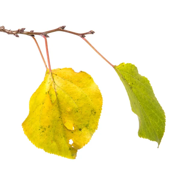 Feuilles Automne Sur Branche Abricot Sur Fond Blanc — Photo