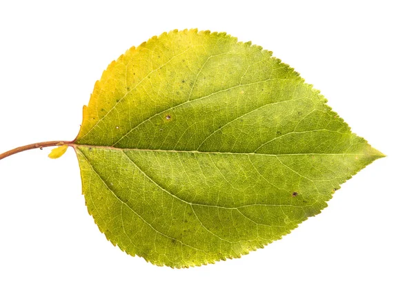 Feuille Abricot Jaunie Sur Fond Blanc — Photo