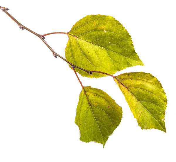 Herbstblätter Ast Eines Aprikosenbaums Auf Weißem Hintergrund — Stockfoto