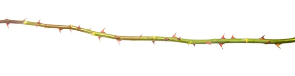 kök gül karıncalanma ile. beyaz bir arka plan üzerinde