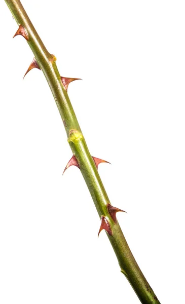 stem of roses with prickles. on a white background