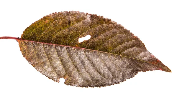 Outono Folhas Escurecidas Árvore Cereja Sobre Fundo Branco — Fotografia de Stock