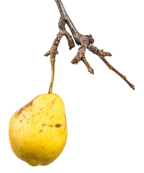 Fruto Pera Amarilla Madura Sobre Fondo Blanco —  Fotos de Stock