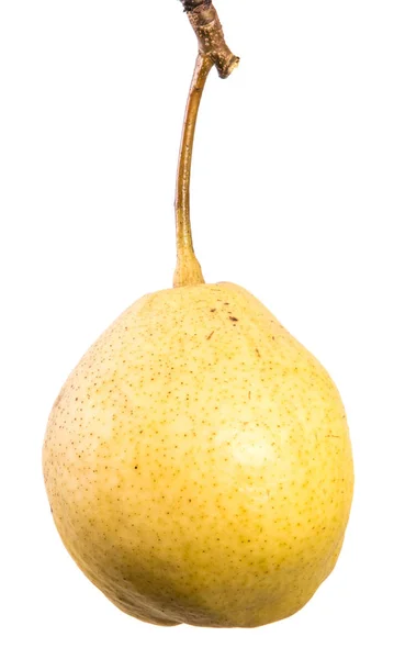 黄色成熟梨的果实 在白色背景上 — 图库照片