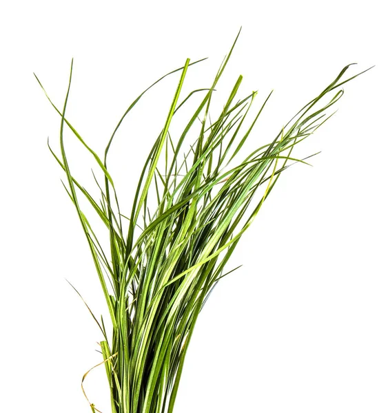 Bunch Green Grass White Background — Stock Photo, Image