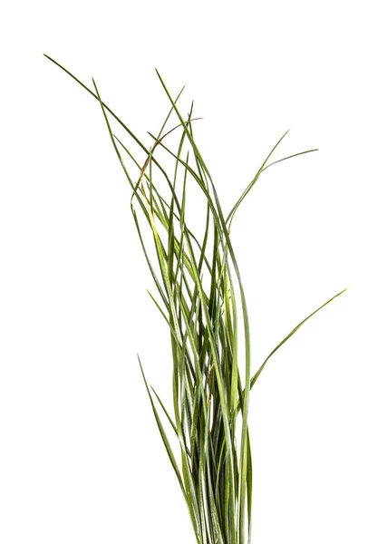 Bunch Green Grass White Background — Stock Photo, Image