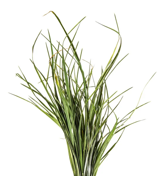 Пучок Зеленої Трави Білому Тлі — стокове фото