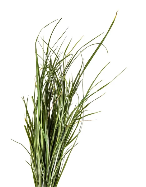 Bunch Green Grass White Background — Stock Photo, Image