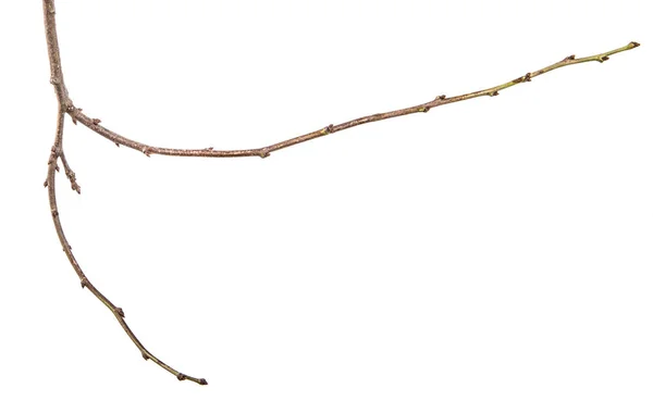 Dry Tree Branch Buds White Background — Stock Photo, Image