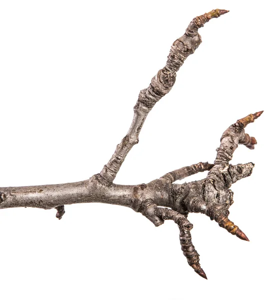 Dry Pear Tree Branch Buds White Background — Stock Photo, Image