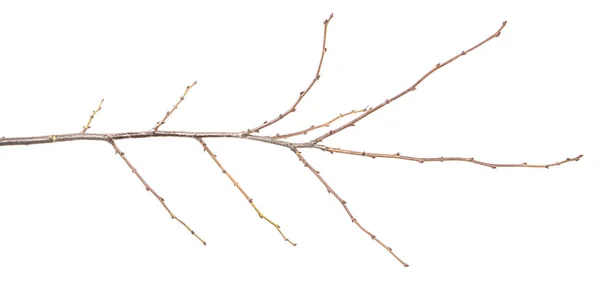 Ξηρή Δέντρο Υποκατάστημα Μπουμπούκια Λευκό Φόντο — Φωτογραφία Αρχείου