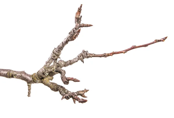 Dry Pear Tree Branch Buds White Background — Stock Photo, Image