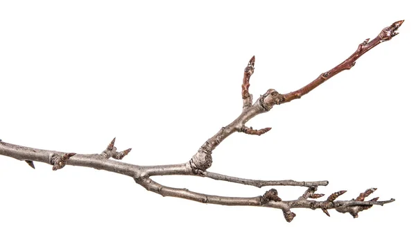 Ξηρό Υποκατάστημα Δέντρο Αχλαδιών Μπουμπούκια Λευκό Φόντο — Φωτογραφία Αρχείου