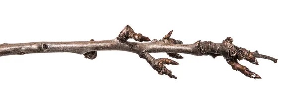 Trockener Birnenzweig Mit Knospen Auf Weißem Hintergrund — Stockfoto