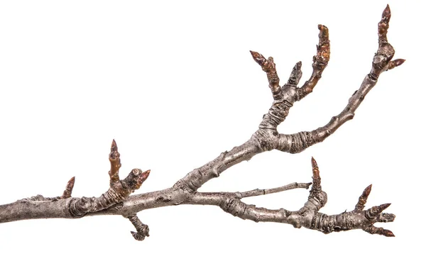 Trockener Birnenzweig Mit Knospen Auf Weißem Hintergrund — Stockfoto