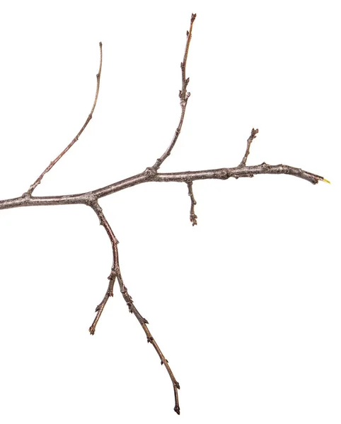 Dry Pear Tree Branch Buds White Background — Stock Photo, Image