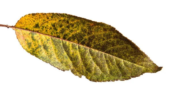 Herbst Verdunkelte Blätter Des Kirschbaums Auf Weißem Hintergrund — Stockfoto