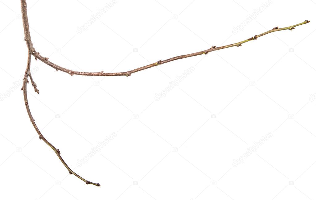 dry tree branch with buds. on a white background