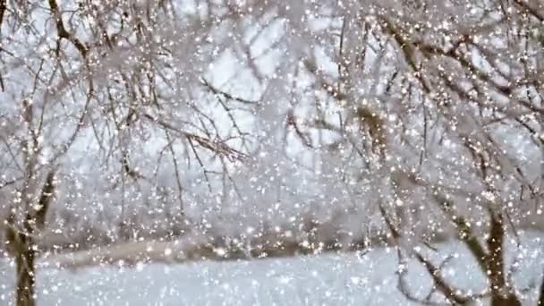 Λευκό Χιόνι Σωματίδια Πετούν Φόντο Δέντρα Καλυμμένα Χιόνι Χιονοπτώσεις Στο — Αρχείο Βίντεο