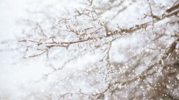 Particelle Neve Bianca Volano Sullo Sfondo Alberi Coperti Neve Nevicata — Video Stock