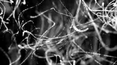 siyah bir arka plan üzerinde hareketli beyaz yuvarlak parçacıkları. alan derinliği ile animasyonlu arka plan. 3D render