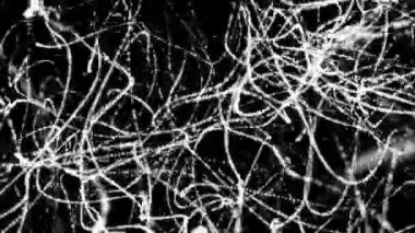 siyah bir arka plan üzerinde hareketli beyaz yuvarlak parçacıkları. alan derinliği ile animasyonlu arka plan. 3D render