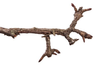 Armut ağacı dalı kırık kabuğu ile kuru. Beyaz backgr izole