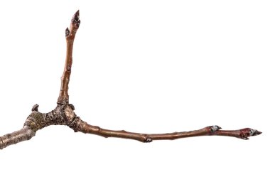 Armut ağacı dalı kırık kabuğu ile kuru. Beyaz backgr izole