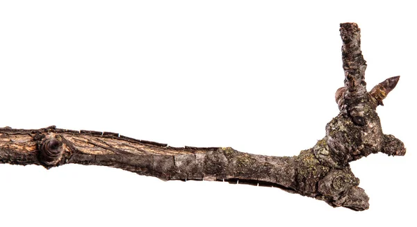 Dry pear tree branch with cracked bark. isolated on white backgr — Stock Photo, Image