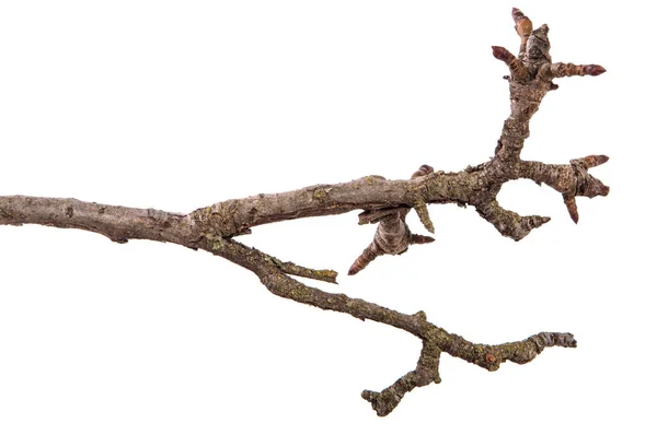 Suché větve stromu hrušeň s prasklou kůru. izolované na bílém pozadí — Stock fotografie