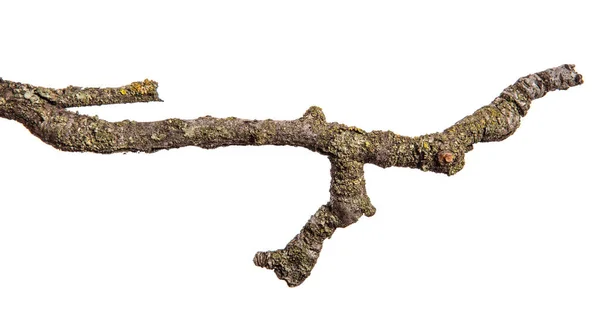 Dry pear tree branch with cracked bark. isolated on white backgr — Stock Photo, Image