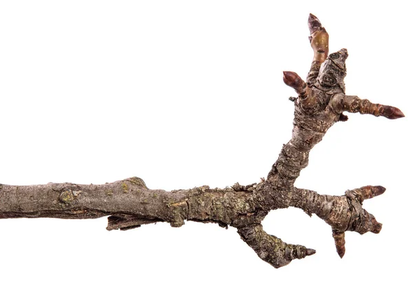 De vertakking van de beslissingsstructuur van het droge peer met gebarsten schors. geïsoleerd op witte backgr — Stockfoto