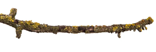 De vertakking van de beslissingsstructuur van het droge peer met gebarsten schors. geïsoleerd op witte backgr — Stockfoto