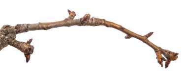 Armut ağacı dalı kırık kabuğu ile kuru. Beyaz backgr izole