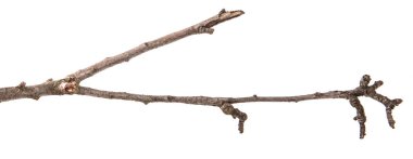 Armut ağacı dalı kırık kabuğu ile kuru. Beyaz backgr izole